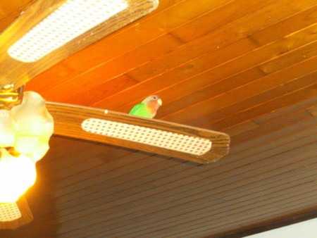 ja bewonder mij maar